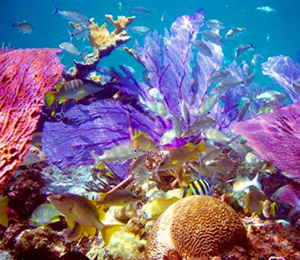 Grand Bahama Reef Dive Sites