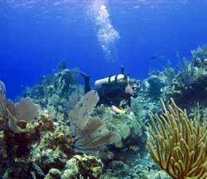 Current Grand Bahama Scuba Dive Specials